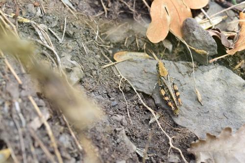 Calliptamus sp.